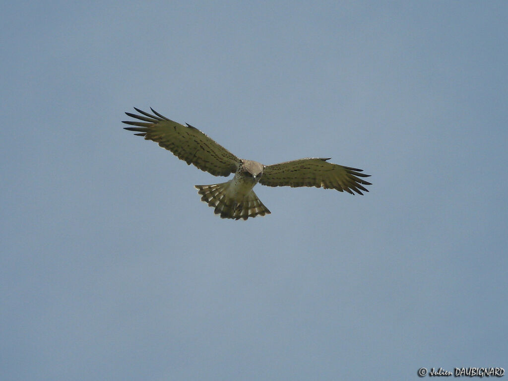 Short-toed Snake Eagle, Flight