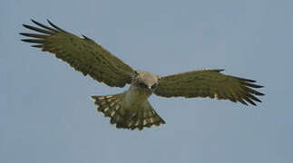 Short-toed Snake Eagle