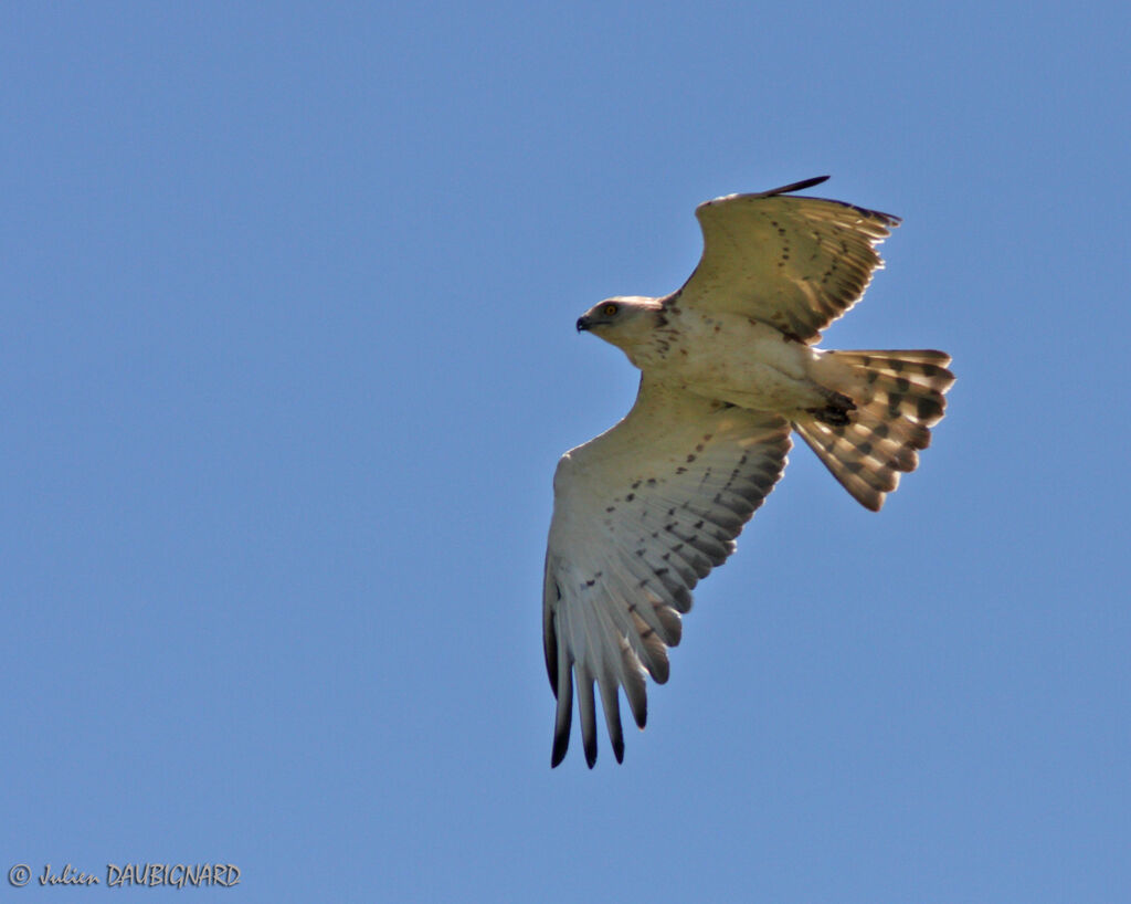 Short-toed Snake Eagle, Flight