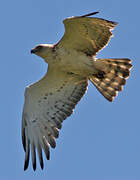 Short-toed Snake Eagle