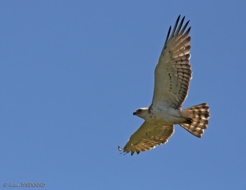 Short-toed Snake Eagle, Flight