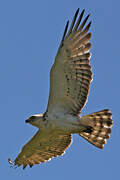 Short-toed Snake Eagle