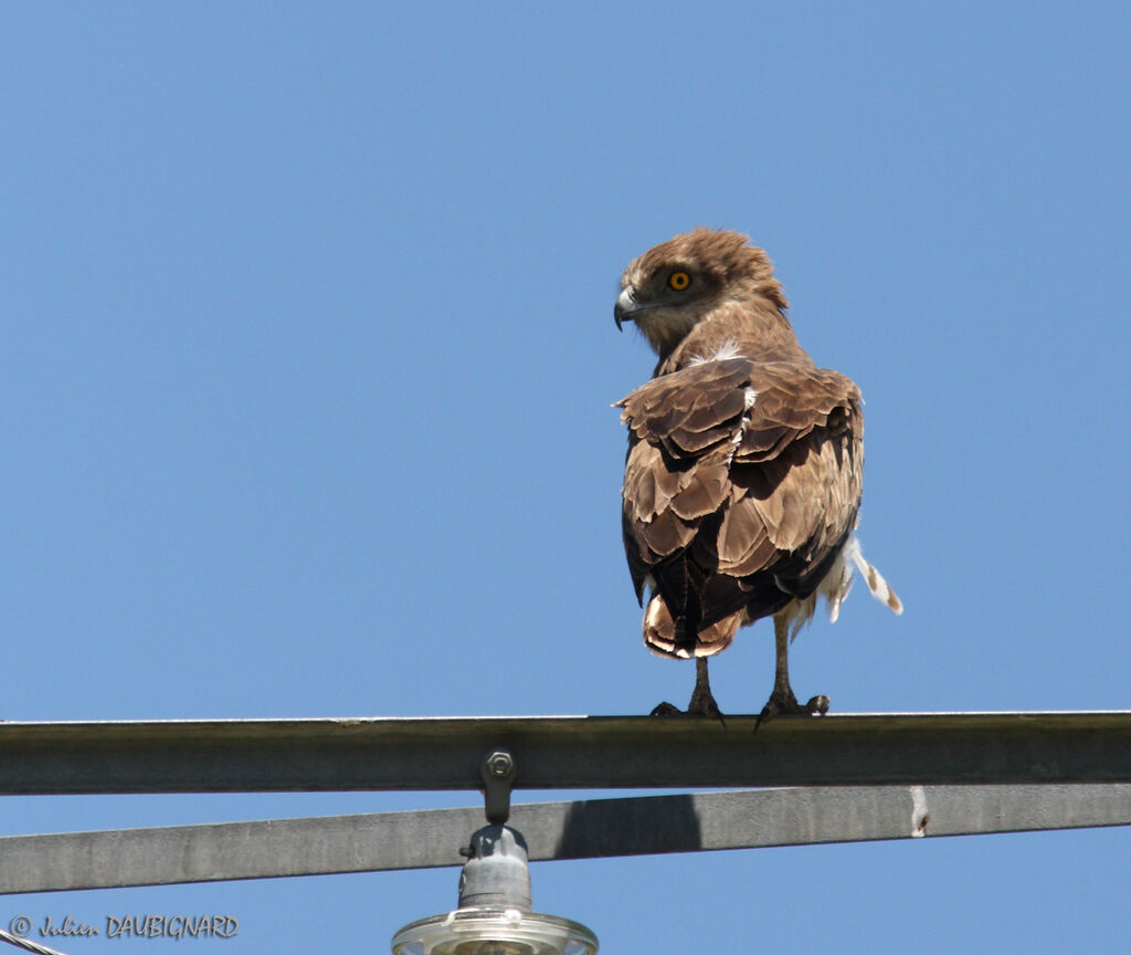 Short-toed Snake Eagle, identification