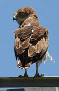 Short-toed Snake Eagle