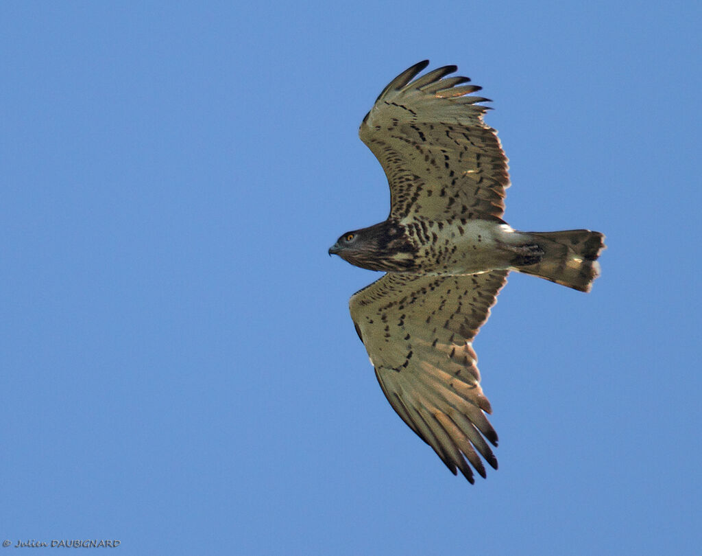 Short-toed Snake Eagle, Flight