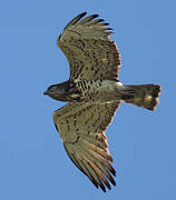 Short-toed Snake Eagle