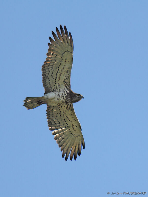 Short-toed Snake Eagle, Flight