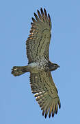 Short-toed Snake Eagle