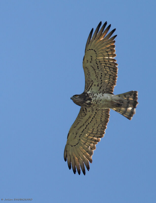 Short-toed Snake Eagle, Flight