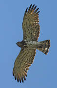 Short-toed Snake Eagle