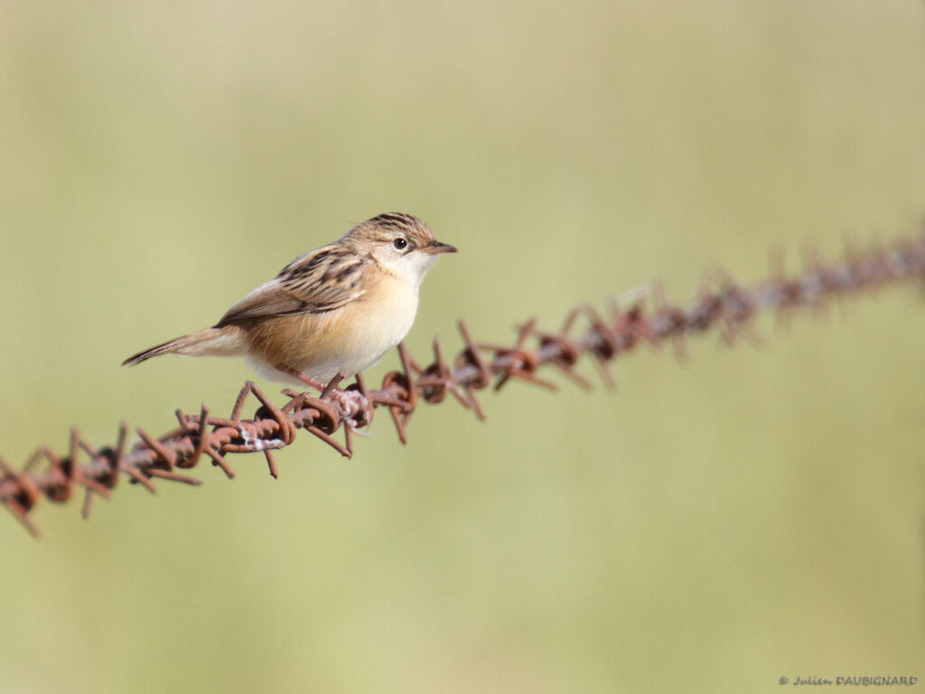 Zitting Cisticola, identification