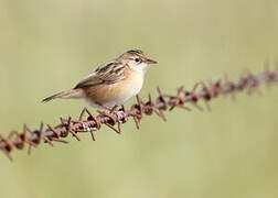 Zitting Cisticola