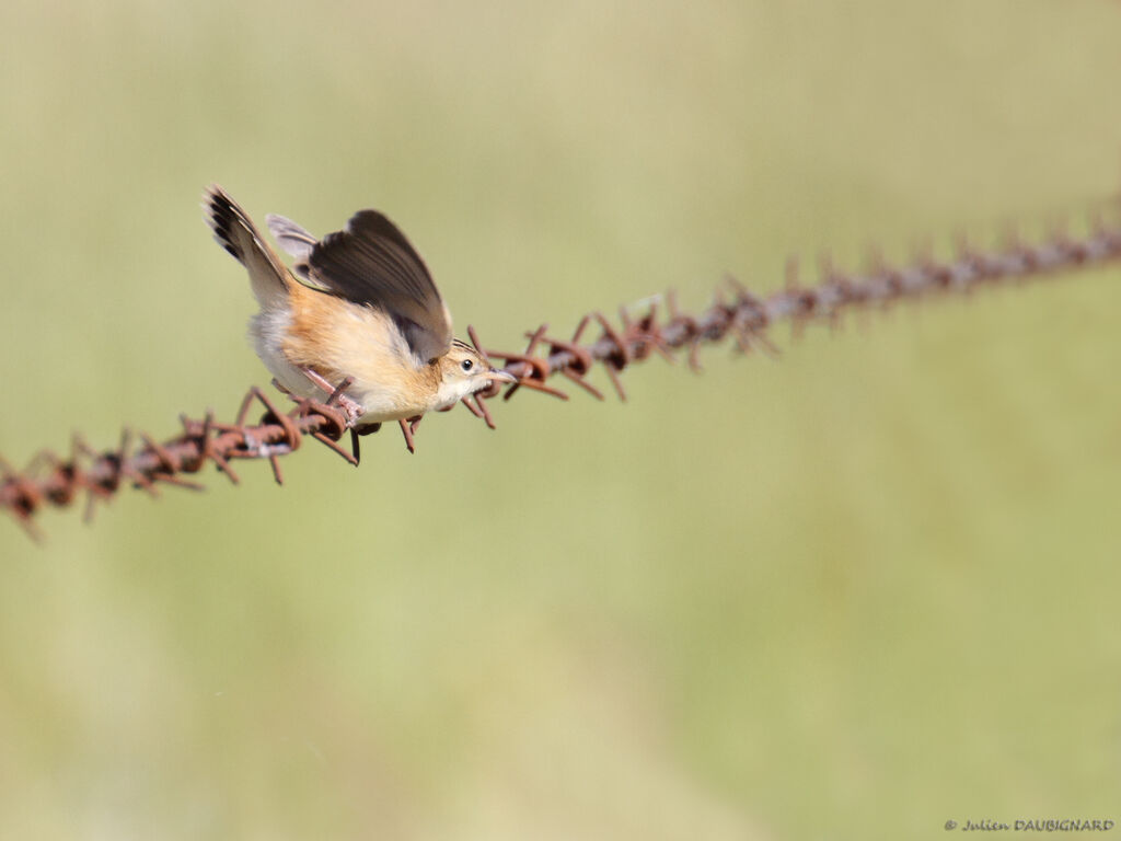 Zitting Cisticola, identification