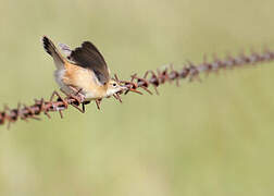 Zitting Cisticola