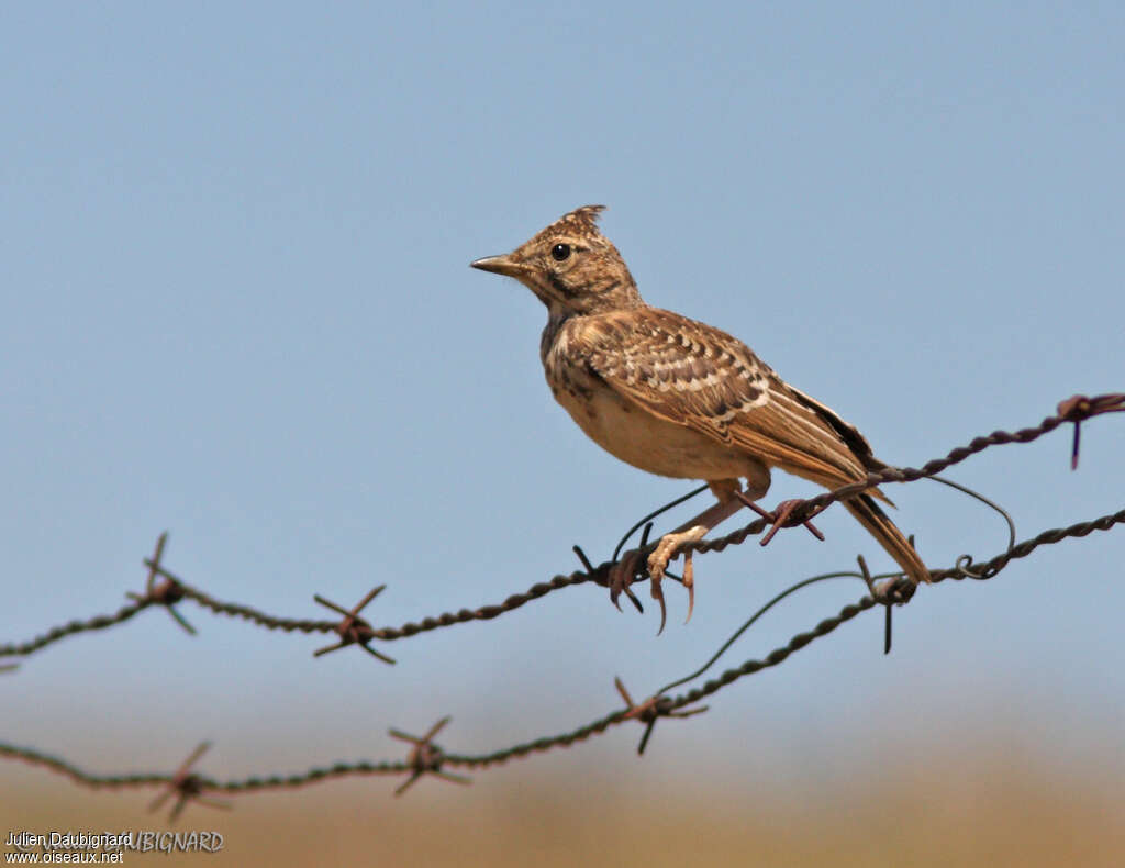 Thekla's Larkjuvenile, identification