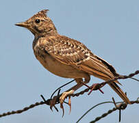 Thekla's Lark