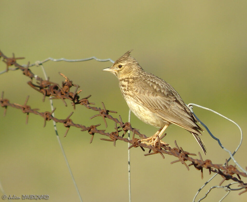 Thekla's Lark, identification