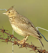 Thekla's Lark