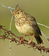 Thekla's Lark