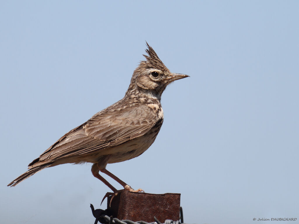 Thekla's Lark, identification