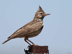 Thekla's Lark