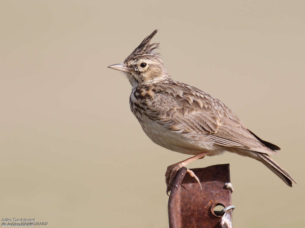 Thekla's Lark, identification