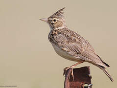 Thekla's Lark