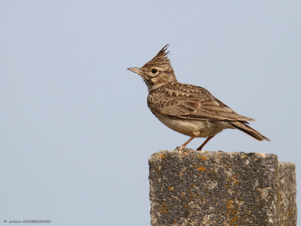 Thekla's Lark, identification