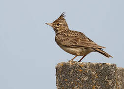 Thekla's Lark