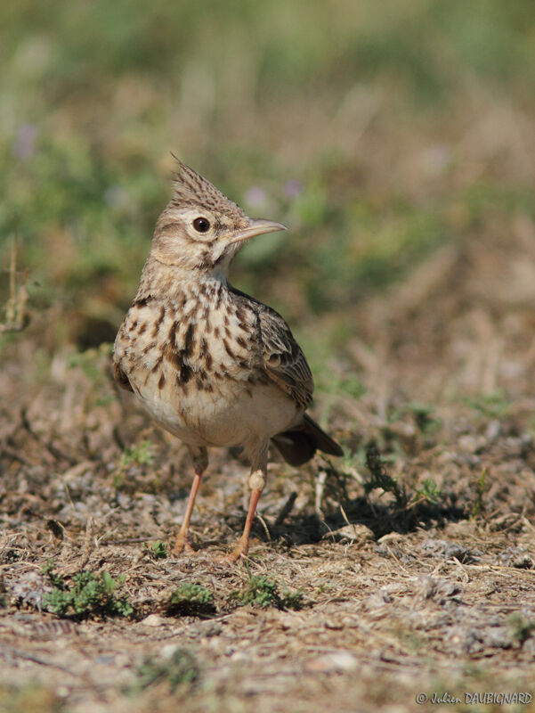 Crested Lark, identification