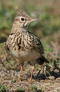 Crested Lark