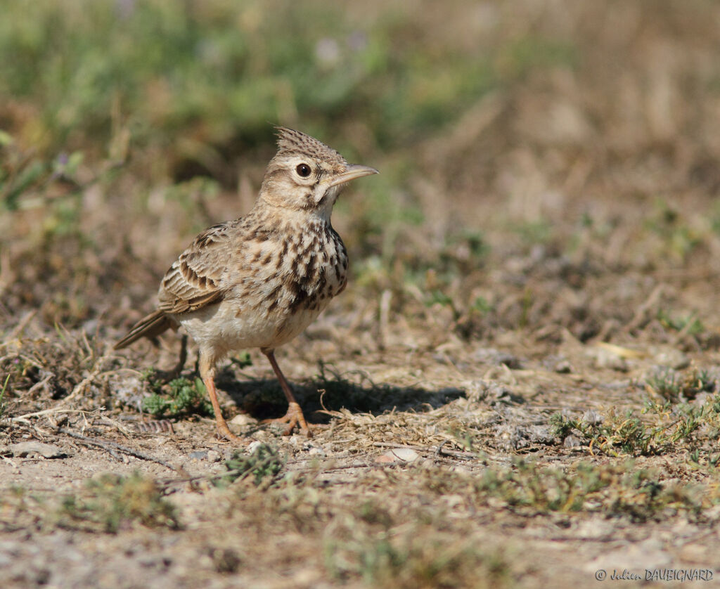 Crested Lark, identification