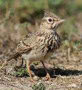 Crested Lark