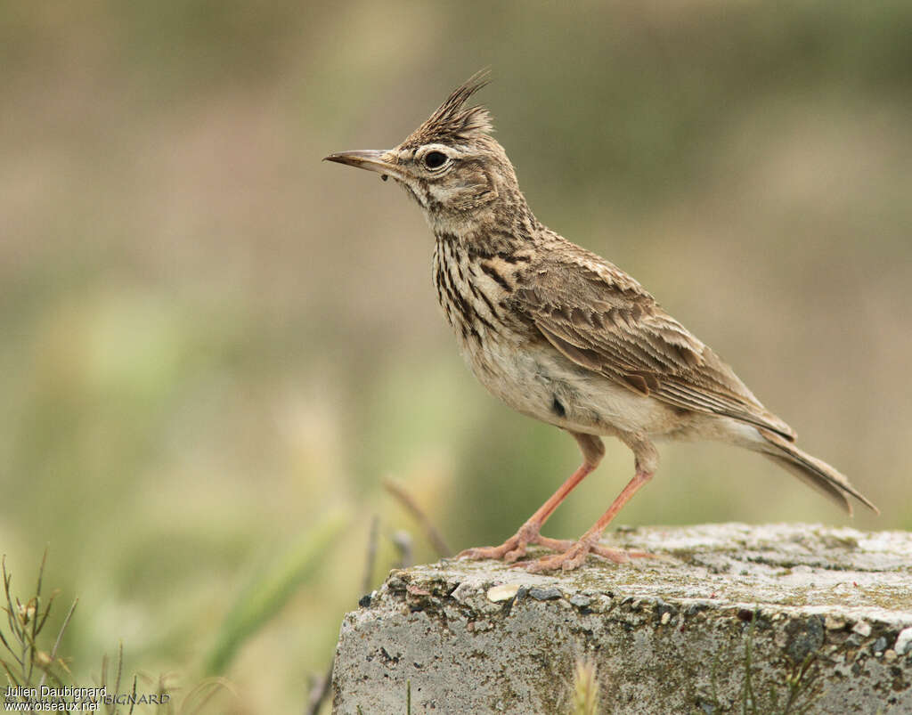 Crested Larkadult breeding, identification