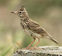 Crested Lark