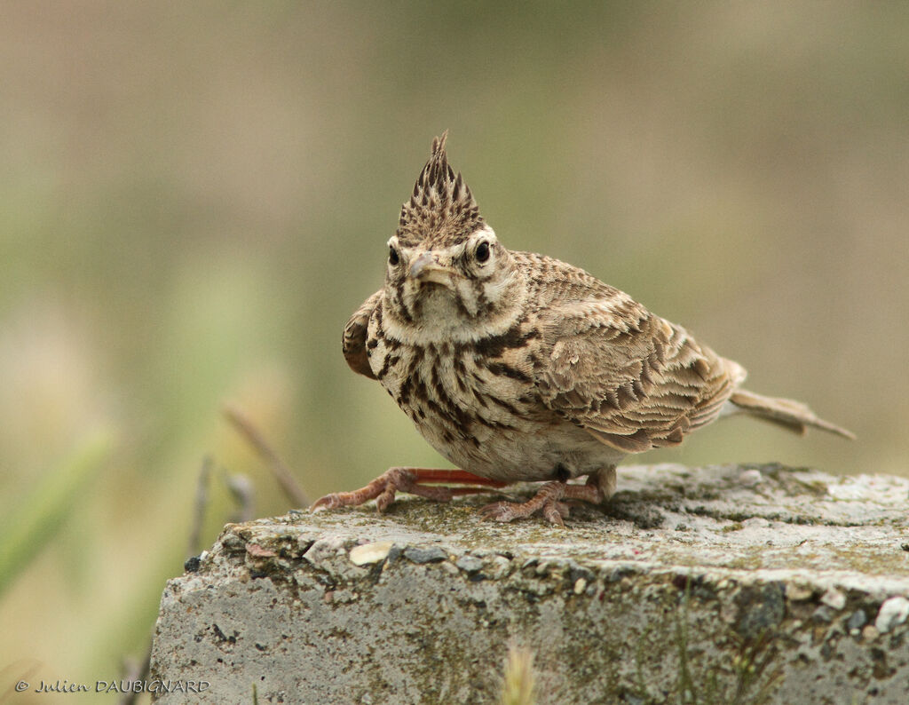 Crested Lark, identification