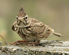 Crested Lark