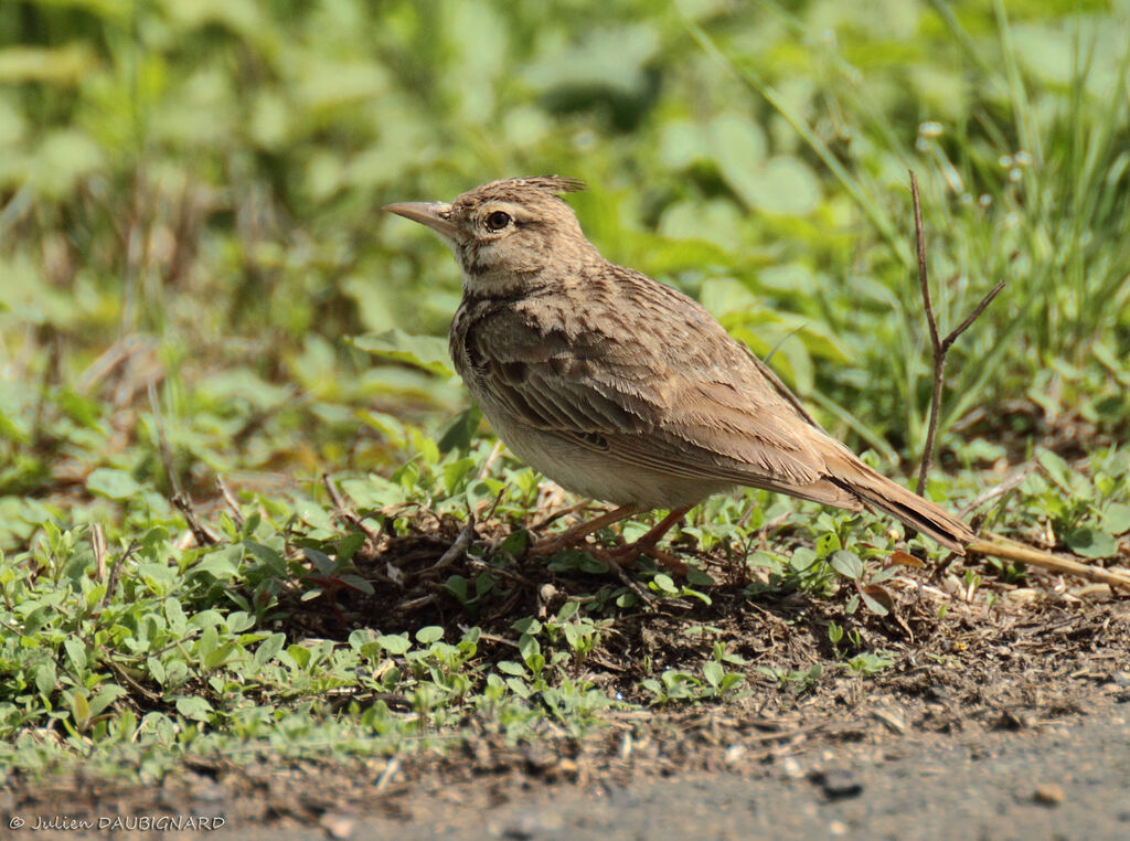 Crested Lark, identification