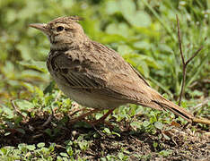 Cochevis huppé