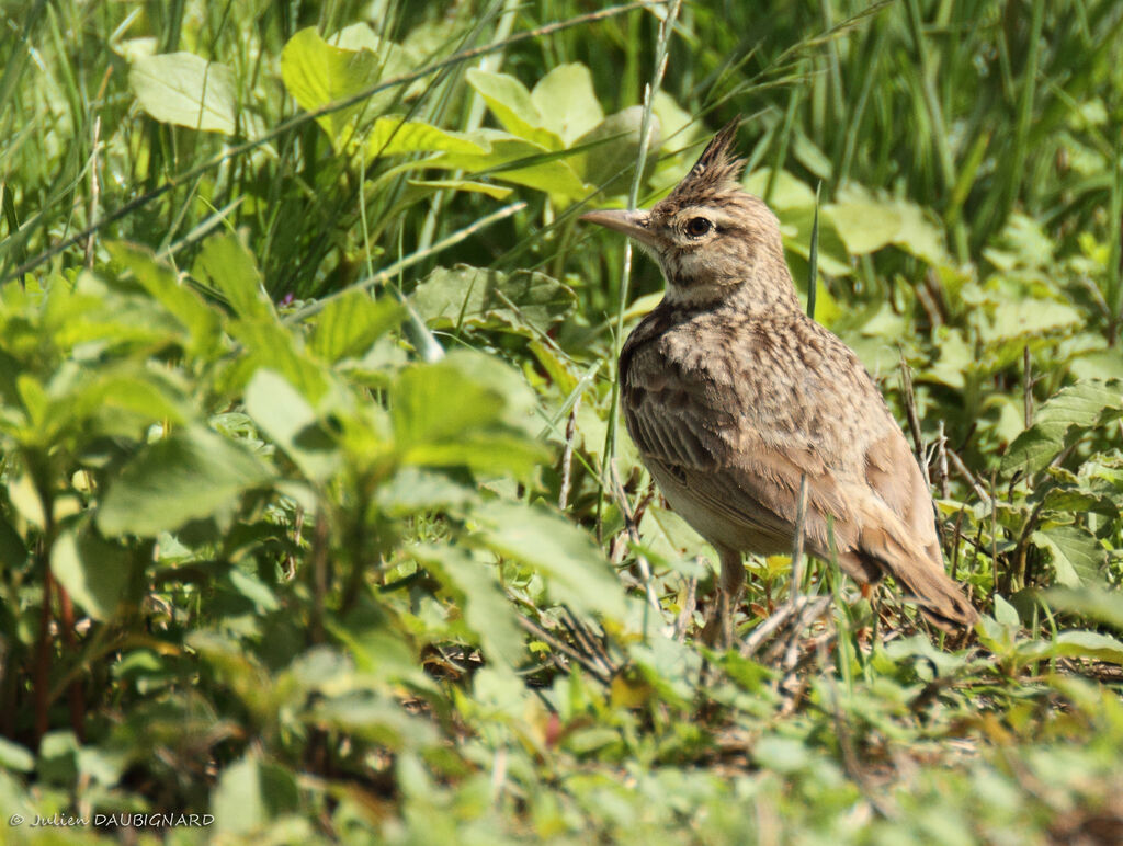 Crested Lark, identification