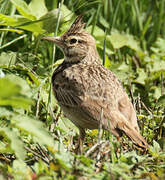 Crested Lark