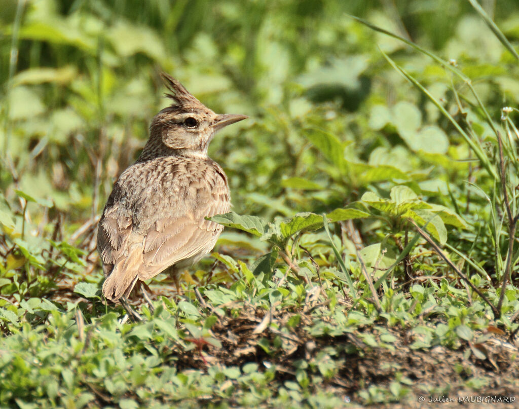 Crested Lark, identification