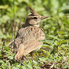 Cochevis huppé