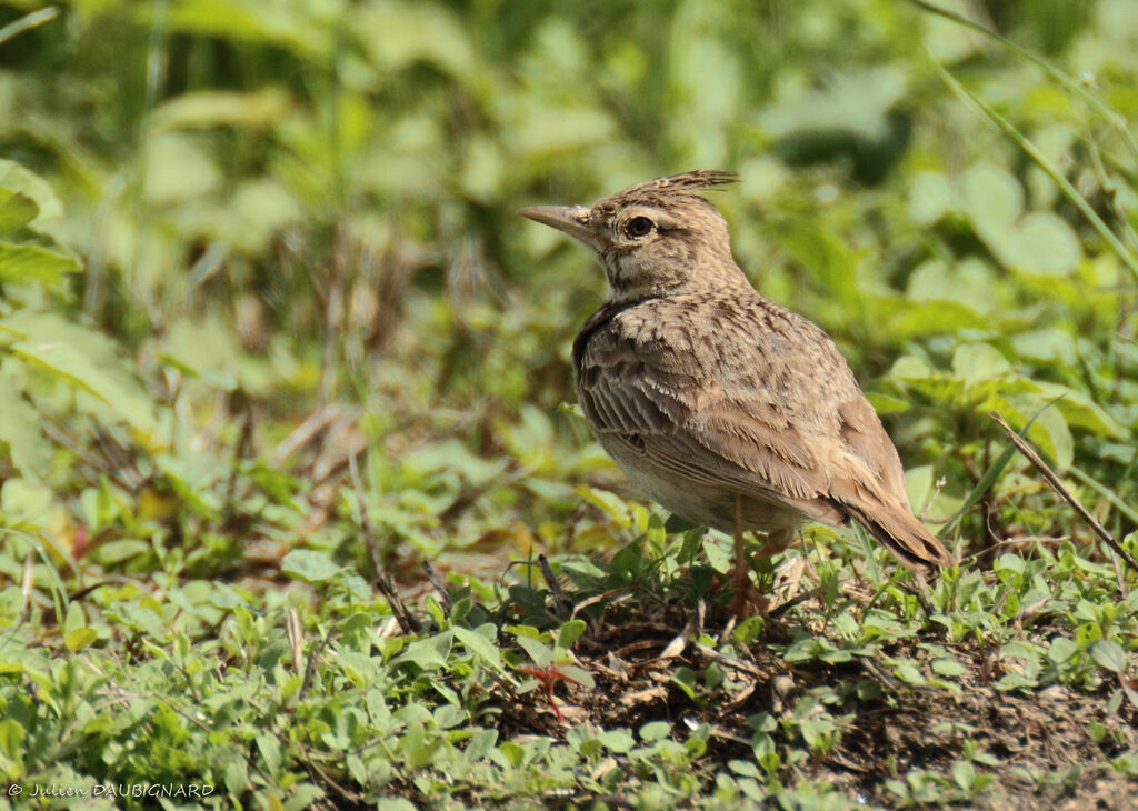 Crested Lark, identification