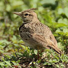 Cochevis huppé