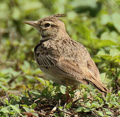 Cochevis huppé