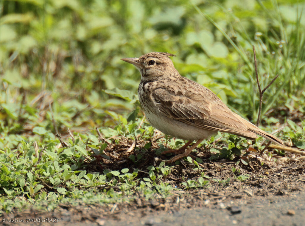 Crested Lark, identification