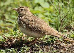 Crested Lark