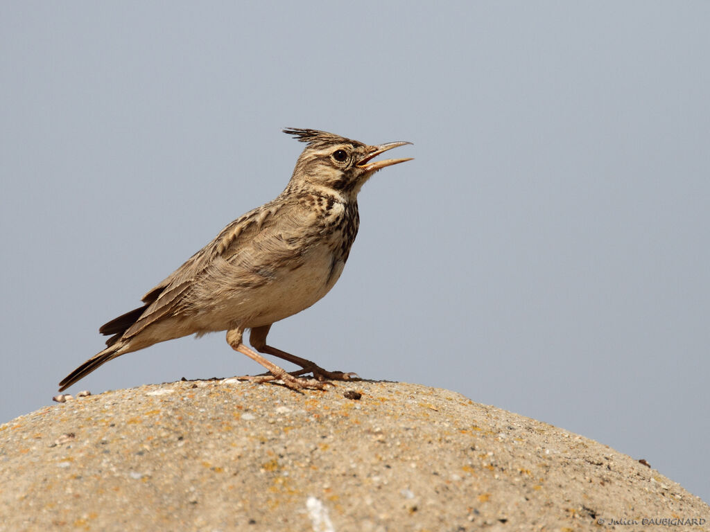 Crested Larkadult, identification