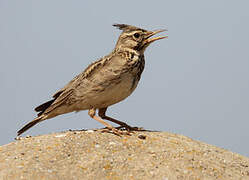 Crested Lark